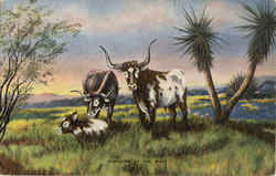 Pioneers of The West - Cattle, Steere Postcard