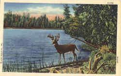 Buck by Lake Postcard