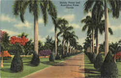 Stately Palms and Australian Pines Postcard