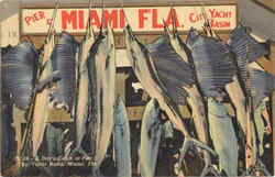 A Day's Catch at Pier 5 City Yacht Basin Postcard