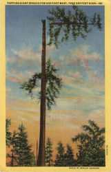 Gaint Spruce Postcard