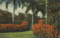 Orange and palm Trees and Walls of Colorful Flame Vine Scenic, FL Postcard Postcard