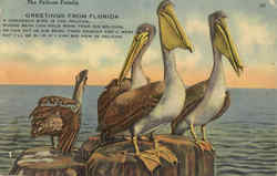 The Pelican Family Postcard