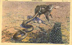 A Desert Tragedy Postcard Postcard