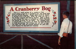 A Cranberry Bog, Edaville South Carver, MA Postcard Postcard