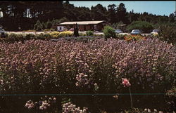 Wild Aster at the Entrance to Mendocino Coast Botanical Gardens Fort Bragg, CA Postcard Postcard