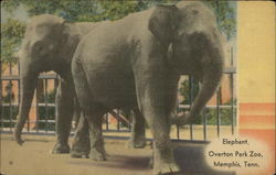 Elephant, Overton Park Zoo Postcard