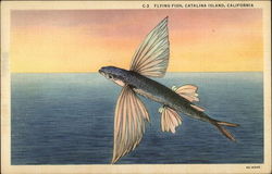 Flying Fish Santa Catalina Island, CA Postcard Postcard