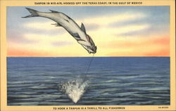 Tarpon in mid-air, hooked off the Texas Coast, in the Gulf of Mexico Fishing Postcard Postcard