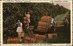 Flamingo Orange Groves Fort Lauderdale, FL Postcard Postcard