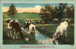 View of Cows Drinking from Stream Maxatawny, PA Postcard Postcard