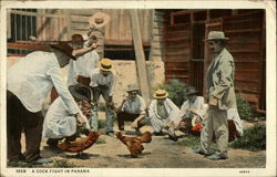 A cock fight in Panama Postcard Postcard