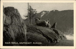 Hair Seals, Southeast Alaska Matney Postcard Postcard