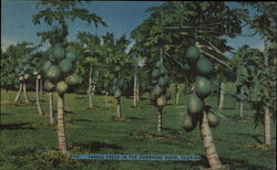 Papaya Trees in the Sunshine State Florida Postcard Postcard