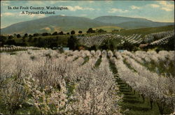 In the Fruit Country, A Typical Orchard Postcard