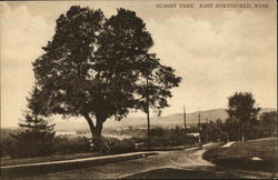 Sunset Tree East Northfield, MA Postcard Postcard