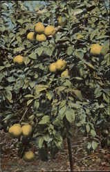 Florida Grape Fruit Postcard