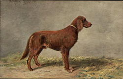 Irish Setter Dogs Postcard Postcard