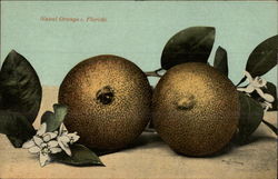 Naval Oranges Florida Fruit Postcard Postcard