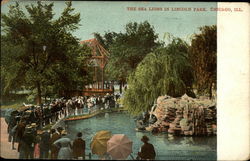 The Sea Lions in Lincoln Park Chicago, IL Postcard Postcard