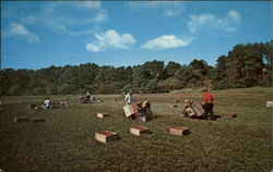 Harvesting Cranberries Cape Cod, MA Postcard Postcard