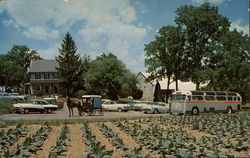 The Amish Farm & House Lancaster, PA Postcard Postcard