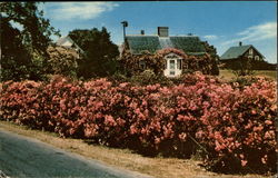 A Rose Covered Cottage Postcard