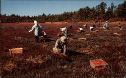 Cranberry Harvest on Cape Cod Massachusetts Postcard Postcard