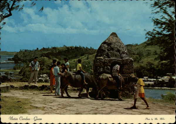 Native Carabao Or Water Buffalo Guam South Pacific