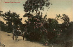 Oleander Trees Bermuda Postcard Postcard