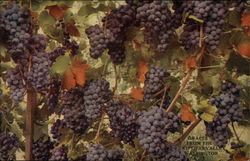 Grapes from the Kittitas Valley Washington Fruit Postcard Postcard