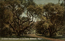 Le Conte Oaks University of California Postcard