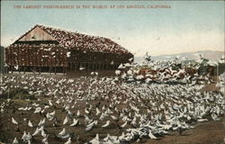 The Largest Pigeon Ranch in the World Postcard