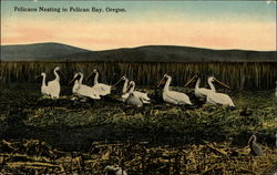 Pelicans Nesting Postcard