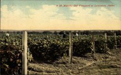 A 30 months old vineyard Lewiston, ID Postcard Postcard