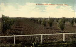 A Young Apple Orchard Lewiston, ID Postcard Postcard