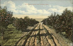 Orchard Scene Postcard