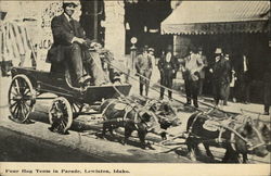 Four Hog Team in Parade Lewiston, ID Postcard Postcard