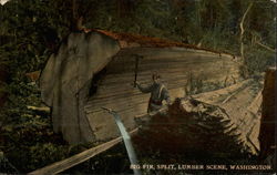 Big Fir, Split, Lumber Scene Postcard