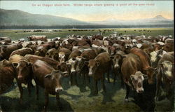 On an Oregon Stock Farm Postcard