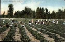 Picking Strawberries Postcard