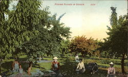 Picking Prunes in Oregon Fruit Postcard Postcard