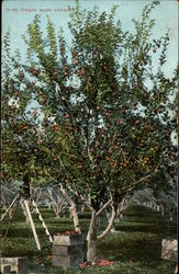 In an Oregon Apple Orchard Postcard