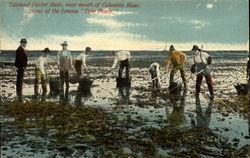 Tokeland Oyster Beds Near Mouth of Columbia River Postcard