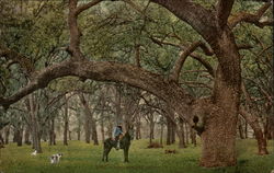 Western Oak Grove Trees Postcard Postcard