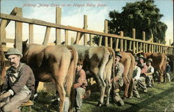 Milking Cows on an Oregon Dairy Farm Postcard