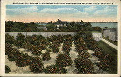 Solid Comfort, Glimpse of an Orange Grove and Homestead Postcard