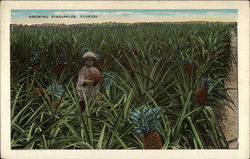 Growing Pineapples Postcard