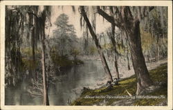 Scene on the Suwannee River White Springs, FL Postcard Postcard