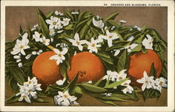 Oranges and Blossoms from Florida Fruit Postcard Postcard